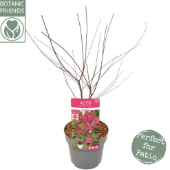 Struiken|Ecocheques|ohgreen Japanse esdoorn "beni-maiko"p19 h50