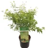 Struiken|Ecocheques|ohgreen Japanse esdoorn butterfly p19 h50