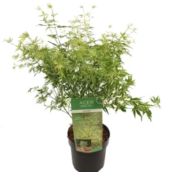 Struiken|Ecocheques|ohgreen Japanse esdoorn butterfly p19 h50