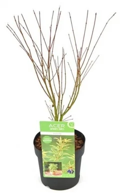 Struiken|Ecocheques|ohgreen Japanse esdoorn butterfly p19 h50