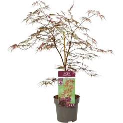 Struiken|Ecocheques|ohgreen Japanse esdoorn garnet p19 h50