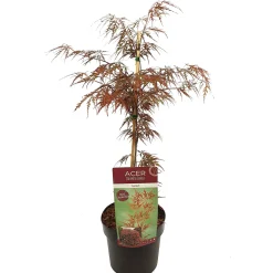 Struiken|Ecocheques|ohgreen Japanse esdoorn garnet p19 h50
