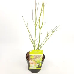 Struiken|Ecocheques|ohgreen Japanse esdoorn going green p19