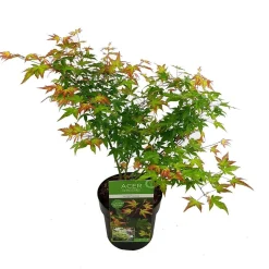 Struiken|Ecocheques|ohgreen Japanse esdoorn little princ p19 h40