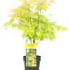 Struiken|Ecocheques|ohgreen Japanse esdoorn orange dream p19 h50