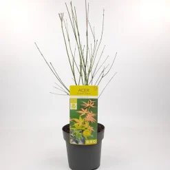 Struiken|Ecocheques|ohgreen Japanse esdoorn orange dream p19 h50