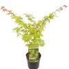 Struiken|Ecocheques|ohgreen Japanse esdoorn summer gold p19 h55