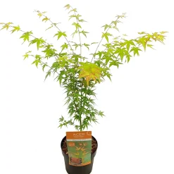 Struiken|Ecocheques|ohgreen Japanse esdoorn wilsons p19 h55