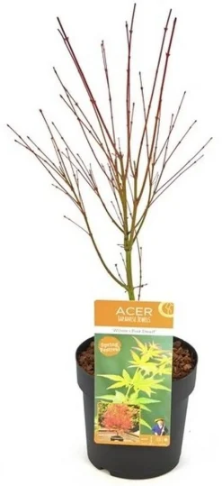 Struiken|Ecocheques|ohgreen Japanse esdoorn wilsons p19 h55