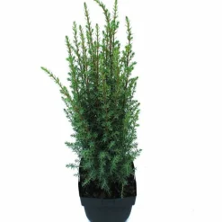 Struiken|Ecocheques|ohgreen Juniperus communis Arnold ( Jeneverbes )