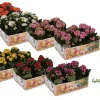 Ecocheques|Voorjaar|ohgreen Kalanchoë Gardenlina 6-pack
