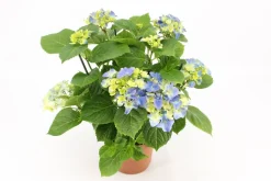 Bloeiende Planten|Ecocheques|ohgreen Kamerhortensia