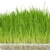 Verzorging|ohgreen Kattengras