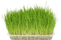 Verzorging|ohgreen Kattengras