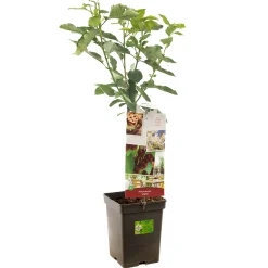 Fruitbomen|Ecocheques|ohgreen Kers patioboompje prunus avium lapins