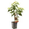 Fruitbomen|Ecocheques|ohgreen Kers patioboompje prunus avium stella