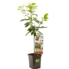 Fruitbomen|Ecocheques|ohgreen Kers patioboompje prunus avium regina
