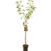 Fruitbomen|Ecocheques|ohgreen Kers prunus avium regina halfstam