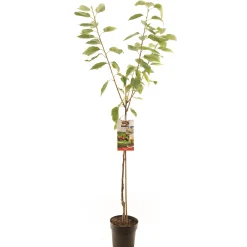 Fruitbomen|Ecocheques|ohgreen Kers prunus avium regina halfstam