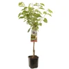 Fruitbomen|Ecocheques|ohgreen Kers prunus avium regina laagstam