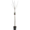 Fruitbomen|Ecocheques|ohgreen Kers prunus avium sunburst hoogstam