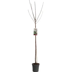 Fruitbomen|Ecocheques|ohgreen Kers prunus avium sunburst hoogstam