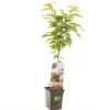 Fruitbomen|Ecocheques|ohgreen Kers prunus avium sylvia zuilvorm