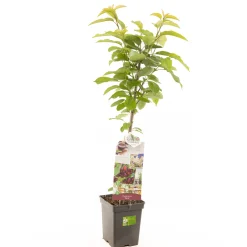 Fruitbomen|Ecocheques|ohgreen Kers prunus avium sylvia zuilvorm