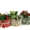 Ecocheques|Bloeiende Planten|ohgreen Kerstarrangement