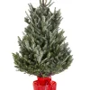 Kerstbomen|ohgreen Kerstboom Abies Fraseri
