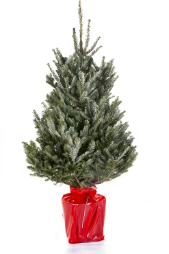 Kerstbomen|ohgreen Kerstboom Abies Fraseri