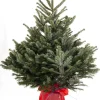 Kerstbomen|ohgreen Kerstboom Abies Nordman in pot 100-125 cm