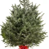 Kerstbomen|ohgreen Kerstboom Abies Nordmann in pot 150-175 cm