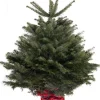 Kerstbomen|ohgreen Kerstboom Abies Nordmann in pot 125-150 cm