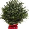 Kerstbomen|ohgreen Kerstboom Abies Nordmann in pot 80-100 cm