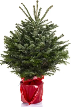 Kerstbomen|ohgreen Kerstboom Abies Nordmann in pot 80-100 cm