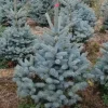 Kerstbomen|ohgreen Kerstboom Picea pungens (Blauwspar)