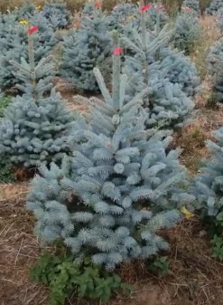 Kerstbomen|ohgreen Kerstboom Picea pungens (Blauwspar)