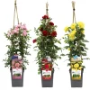 Struiken|Ecocheques|ohgreen Klimroos