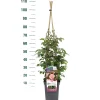 Struiken|Ecocheques|ohgreen Klimroos Rosa 'Prince Jardinier'