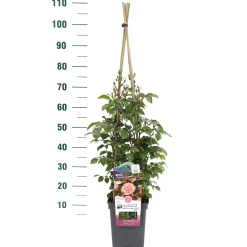 Struiken|Ecocheques|ohgreen Klimroos Rosa 'Prince Jardinier'