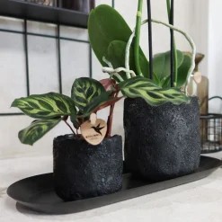 Vaste Planten|Ecocheques|ohgreen Kolibri home moon potje