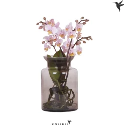 Orchideeën|Ecocheques|ohgreen kolibri phalaenopsis Root Pink ( Orchidee )