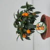 Ecocheques|Mediterrane Planten|ohgreen Kumquat ciotola