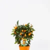 Ecocheques|Mediterrane Planten|ohgreen Kumquat spalliera
