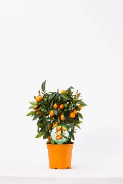 Ecocheques|Mediterrane Planten|ohgreen Kumquat spalliera