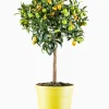 Mediterrane Planten|Ecocheques|ohgreen Kumquatboom p26