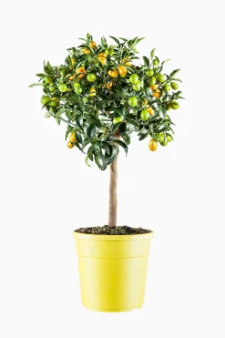 Mediterrane Planten|Ecocheques|ohgreen Kumquatboom p26