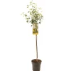 Fruitbomen|Ecocheques|ohgreen Kweepeer cydonia oblonga peervorm halfstam
