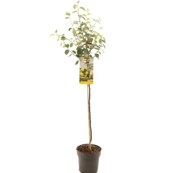 Fruitbomen|Ecocheques|ohgreen Kweepeer cydonia oblonga peervorm halfstam